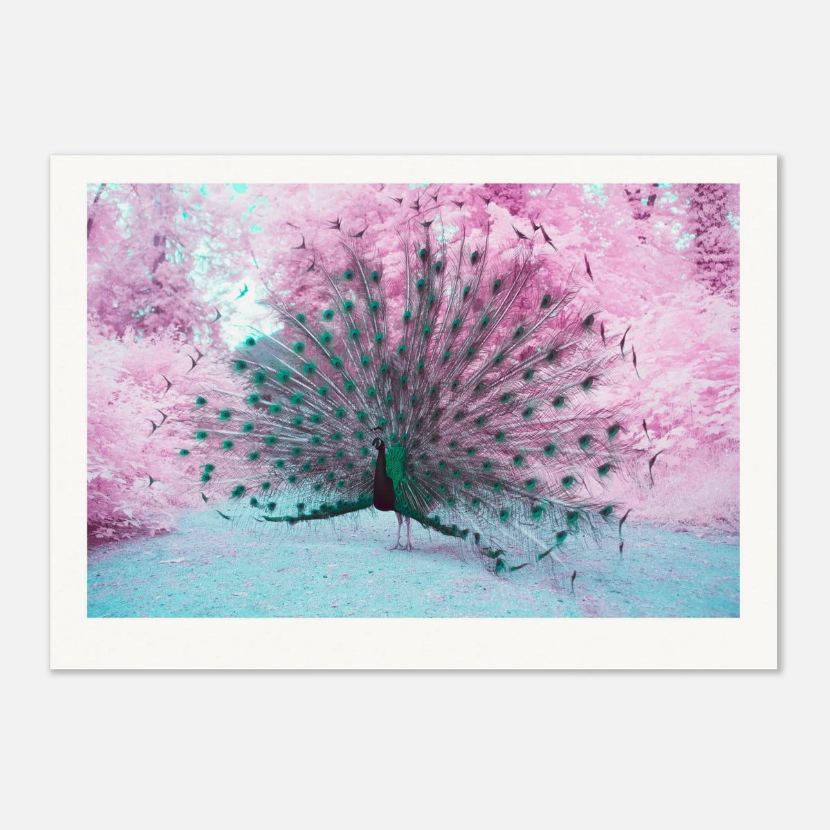 Majestic Peacock