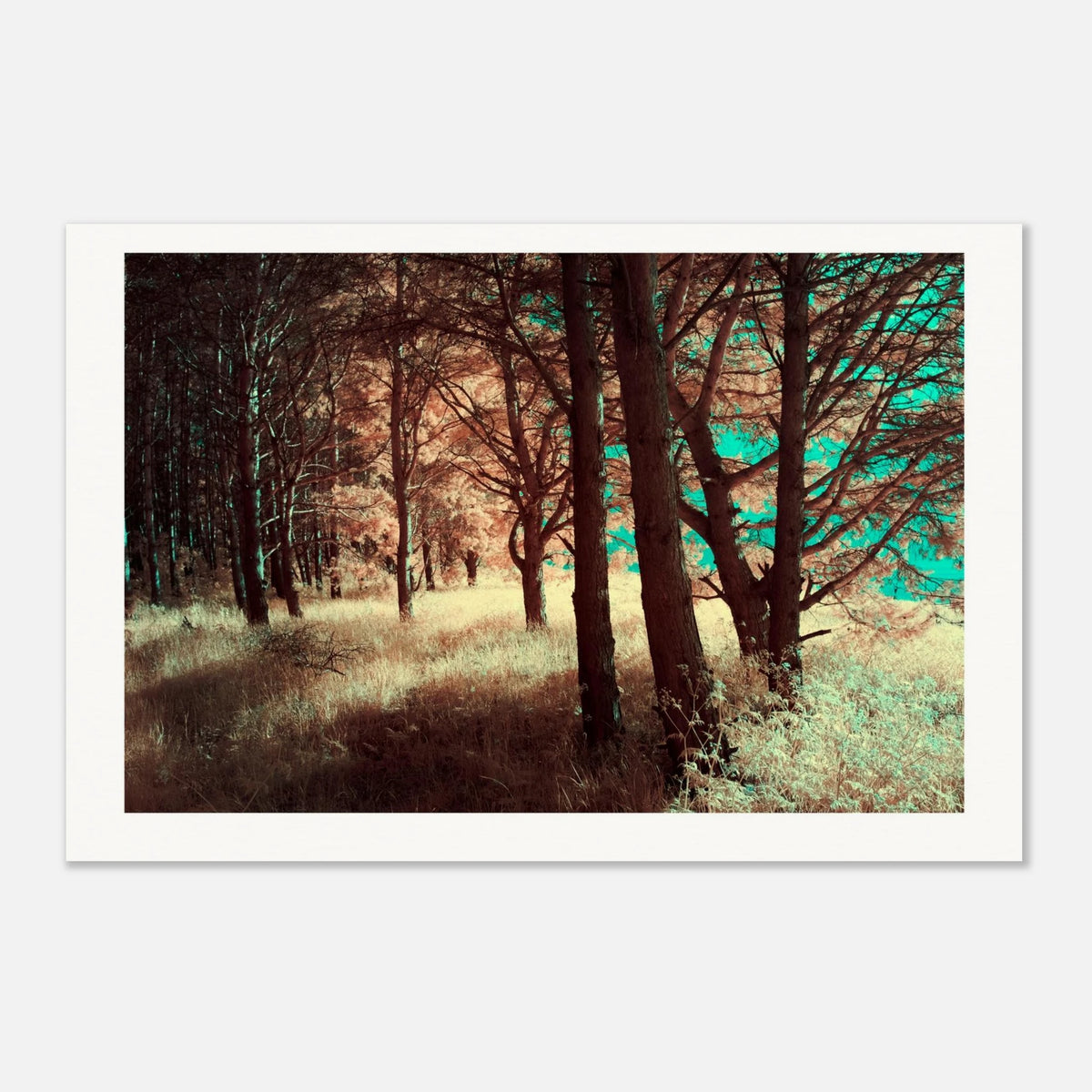 Where Light Rests