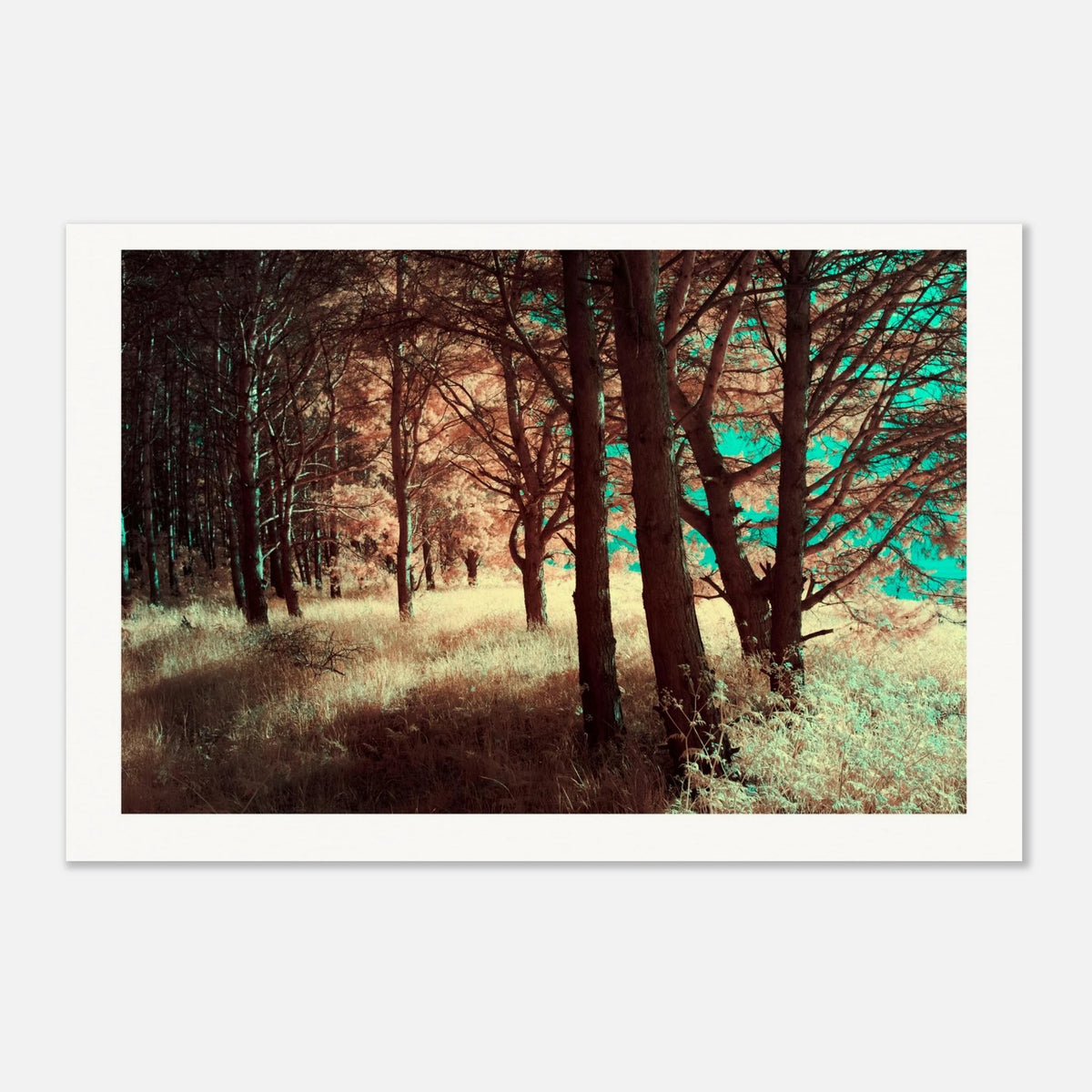 Where Light Rests