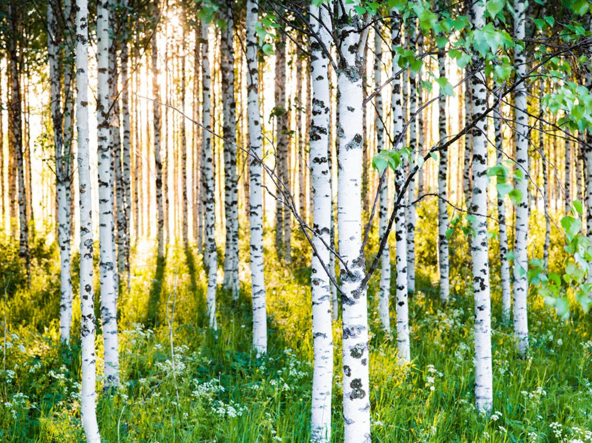 ATMOSPHERIC BIRCH FOREST 3, FINLAND