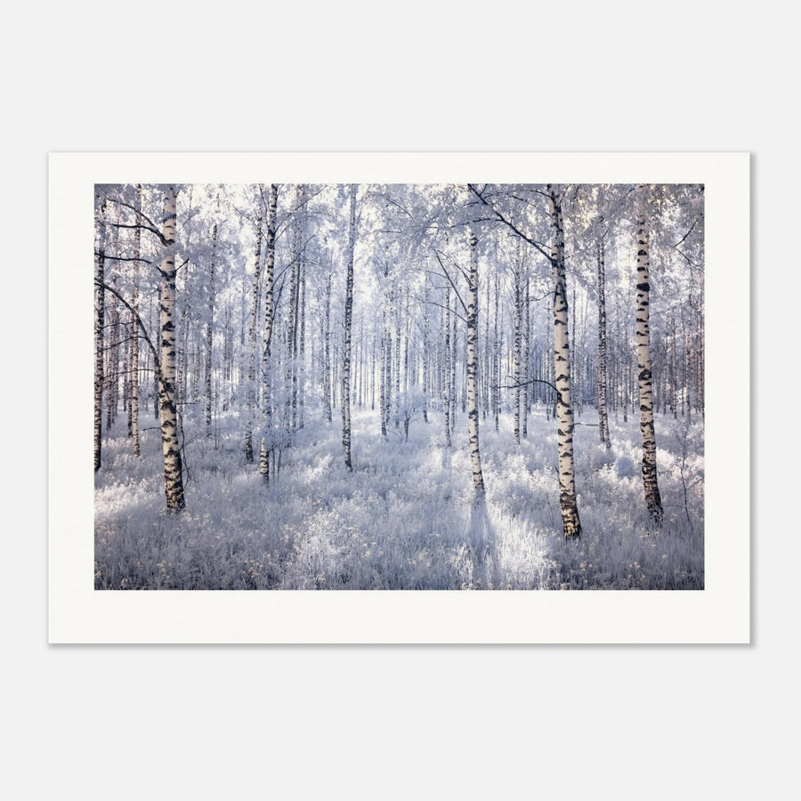 Birchforest
