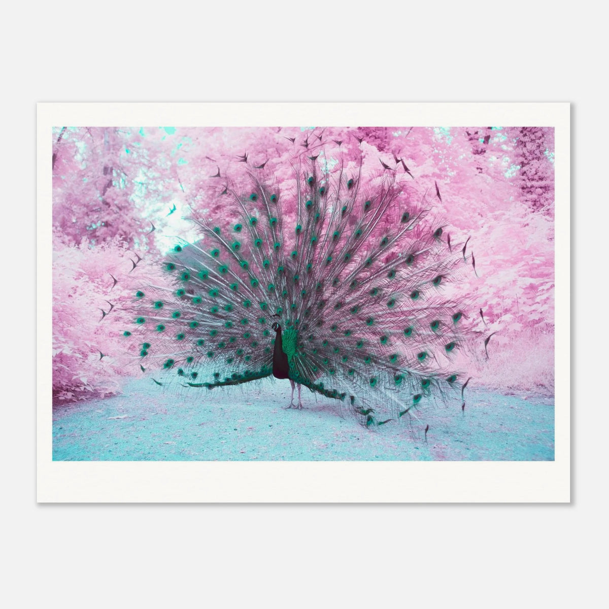 Majestic Peacock