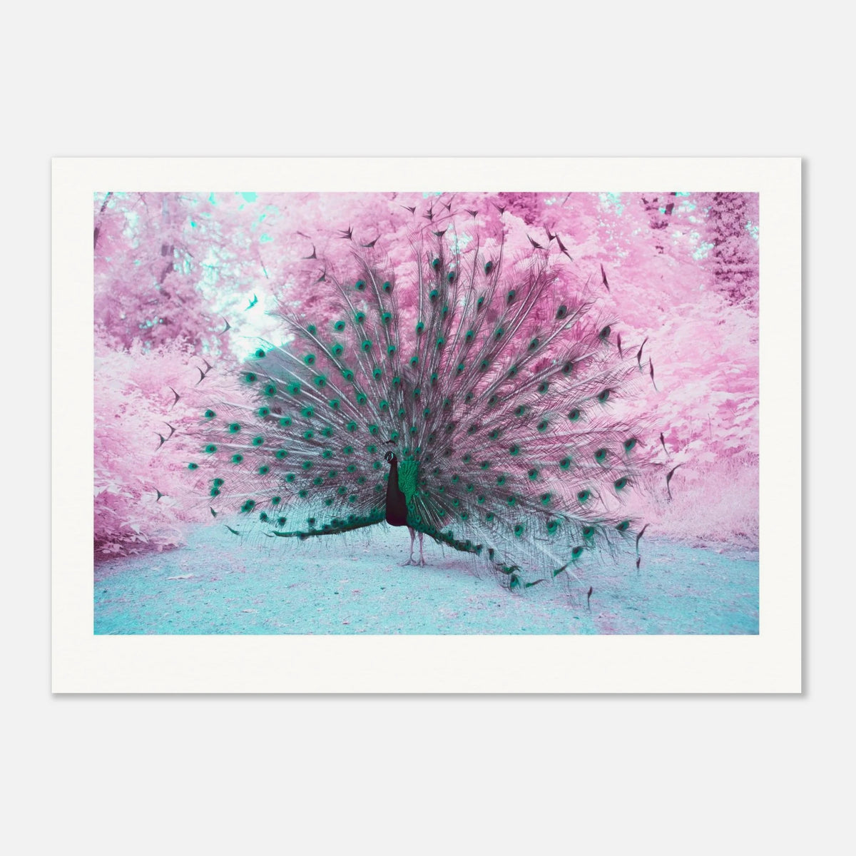 Majestic Peacock