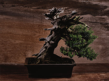 BONSAI, JAPAN