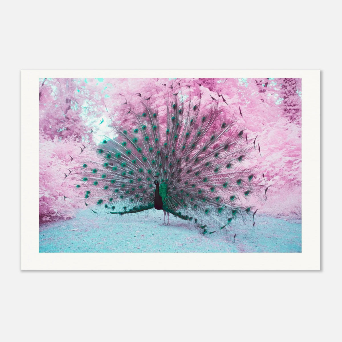Majestic Peacock