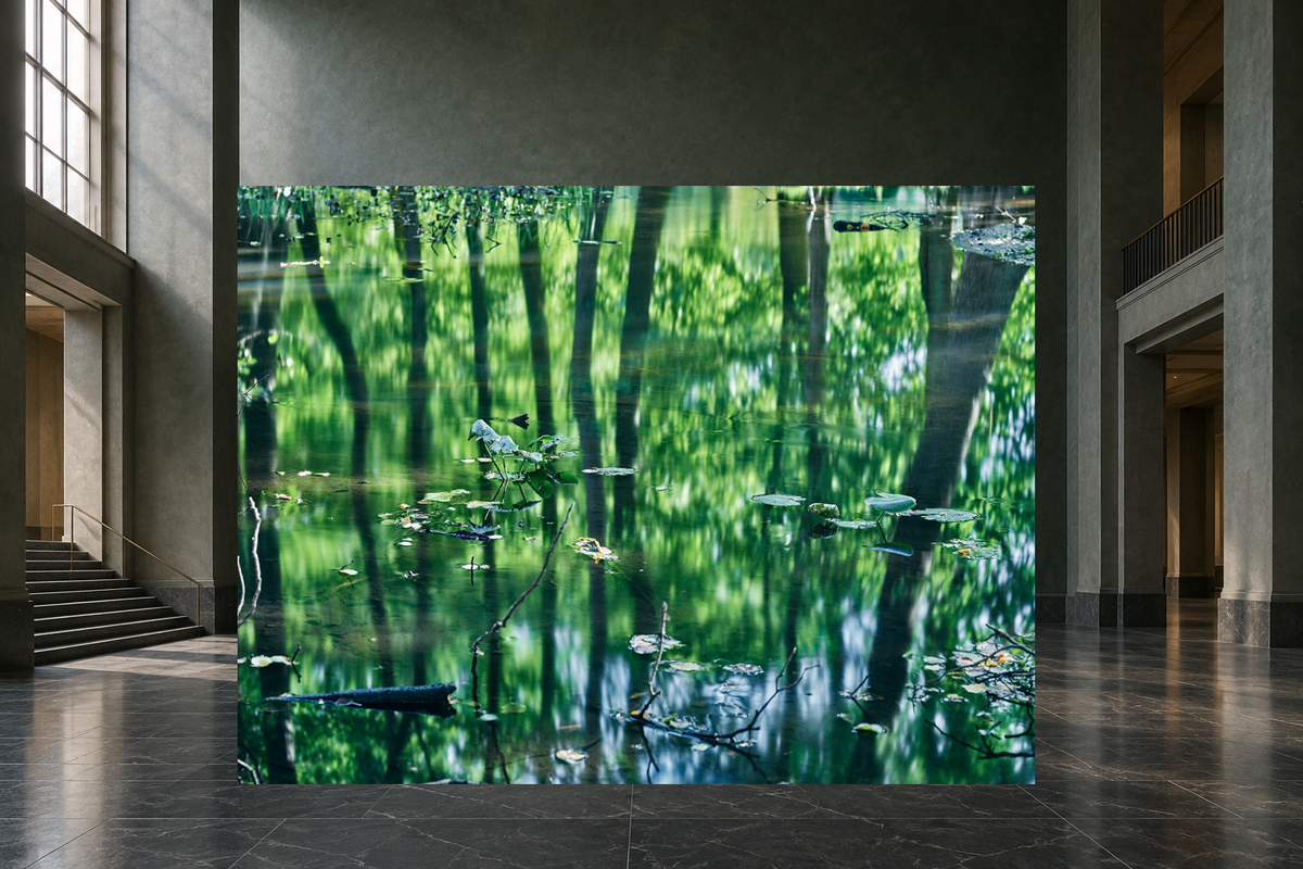 REFLECTIONS IN THE FOREST, GERMANY