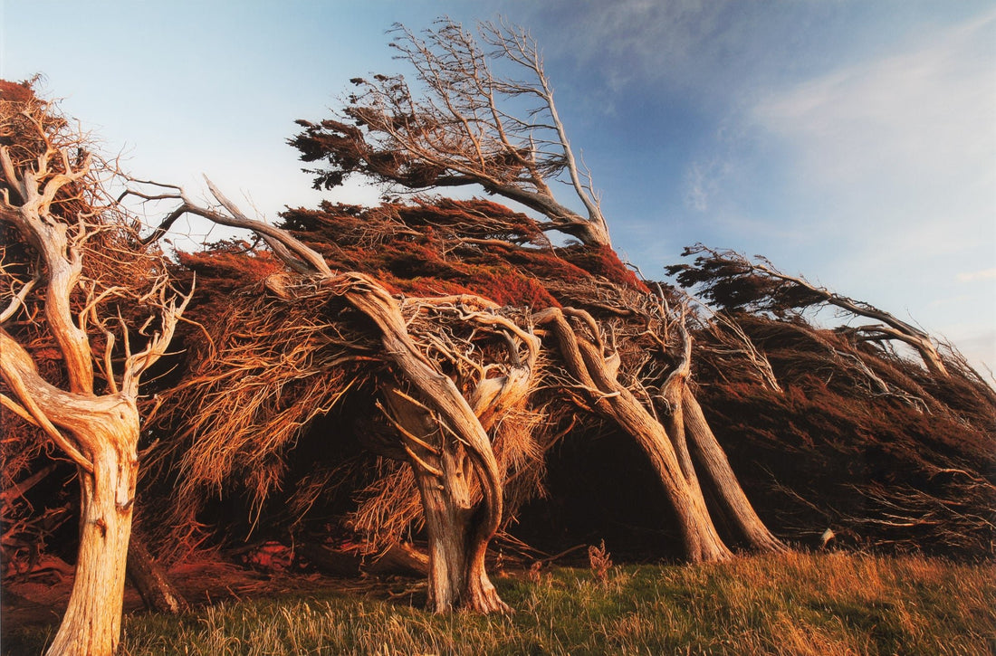 SLOPE POINT 1, NEUSEELAND