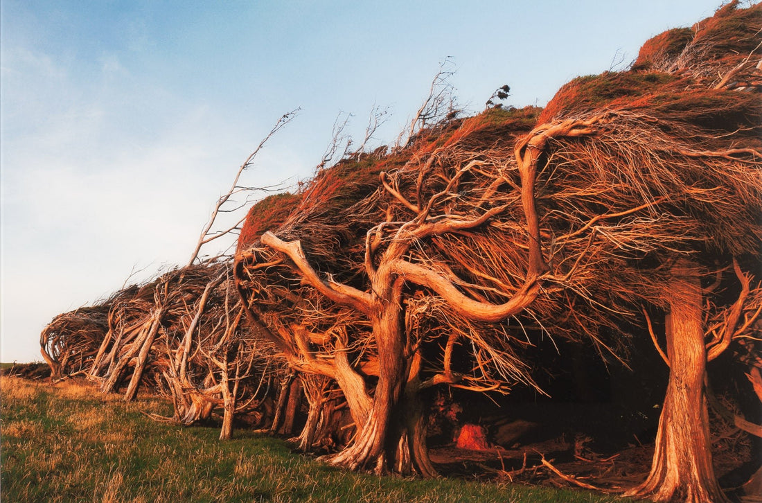 SLOPE POINT 2, NEUSEELAND