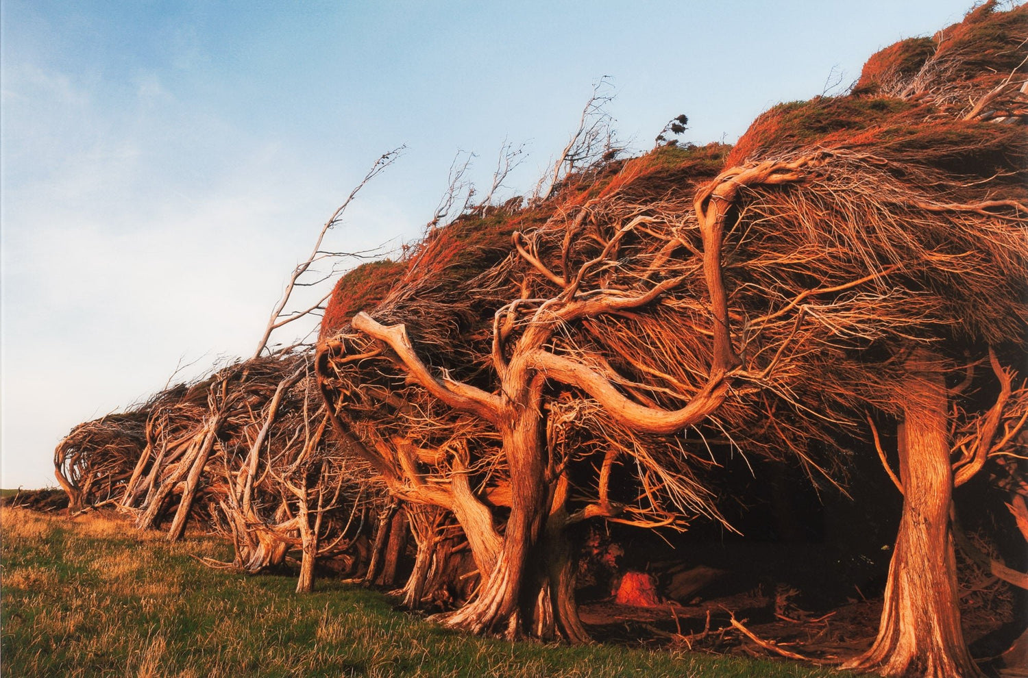 SLOPE POINT 2, NEUSEELAND