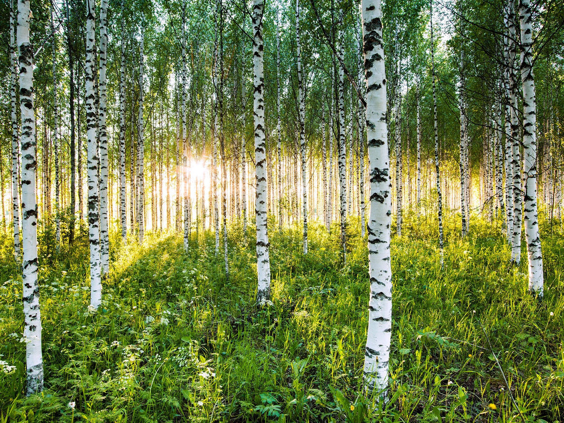 Atmospheric Birch Forest, Finland