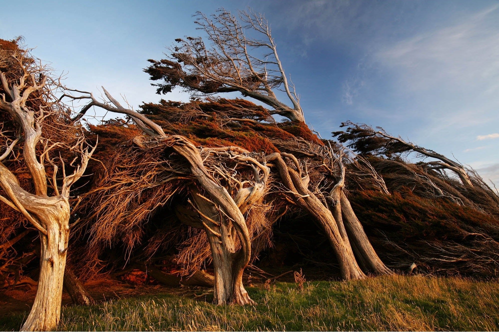 SLOPE POINT 1, NEUSEELAND
