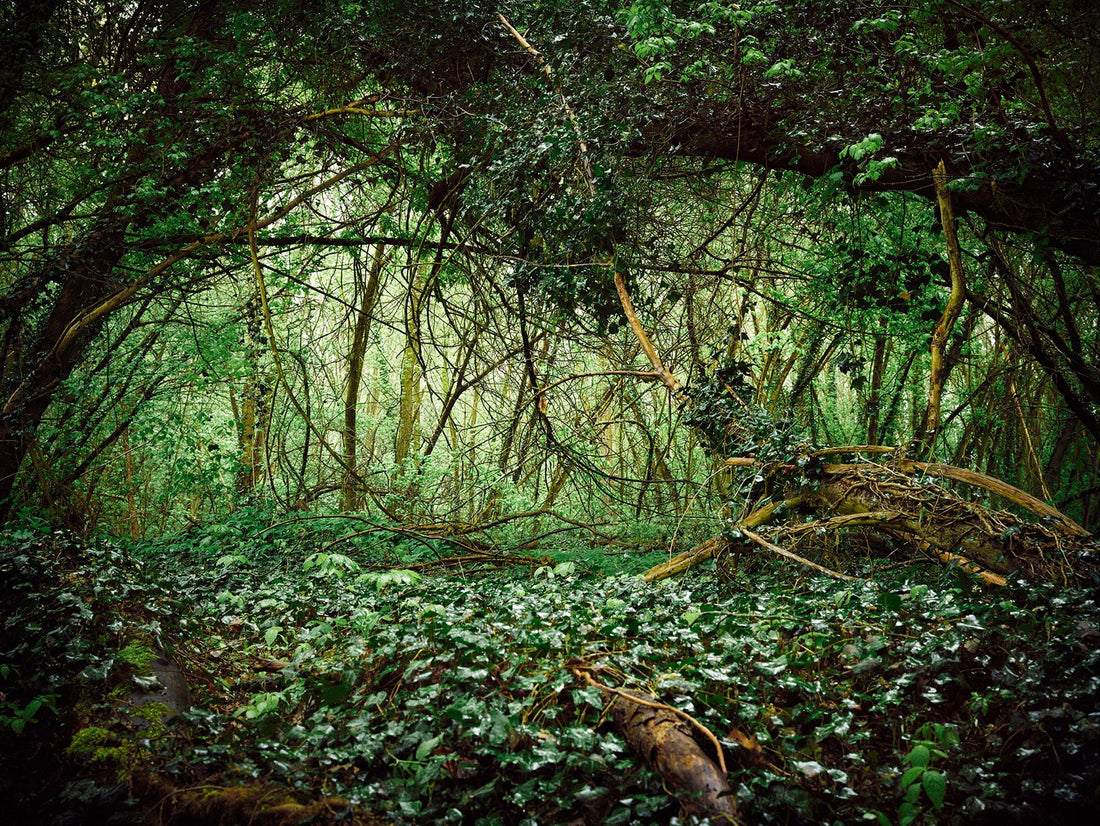 DEUTSCHER WALD, GERMANY