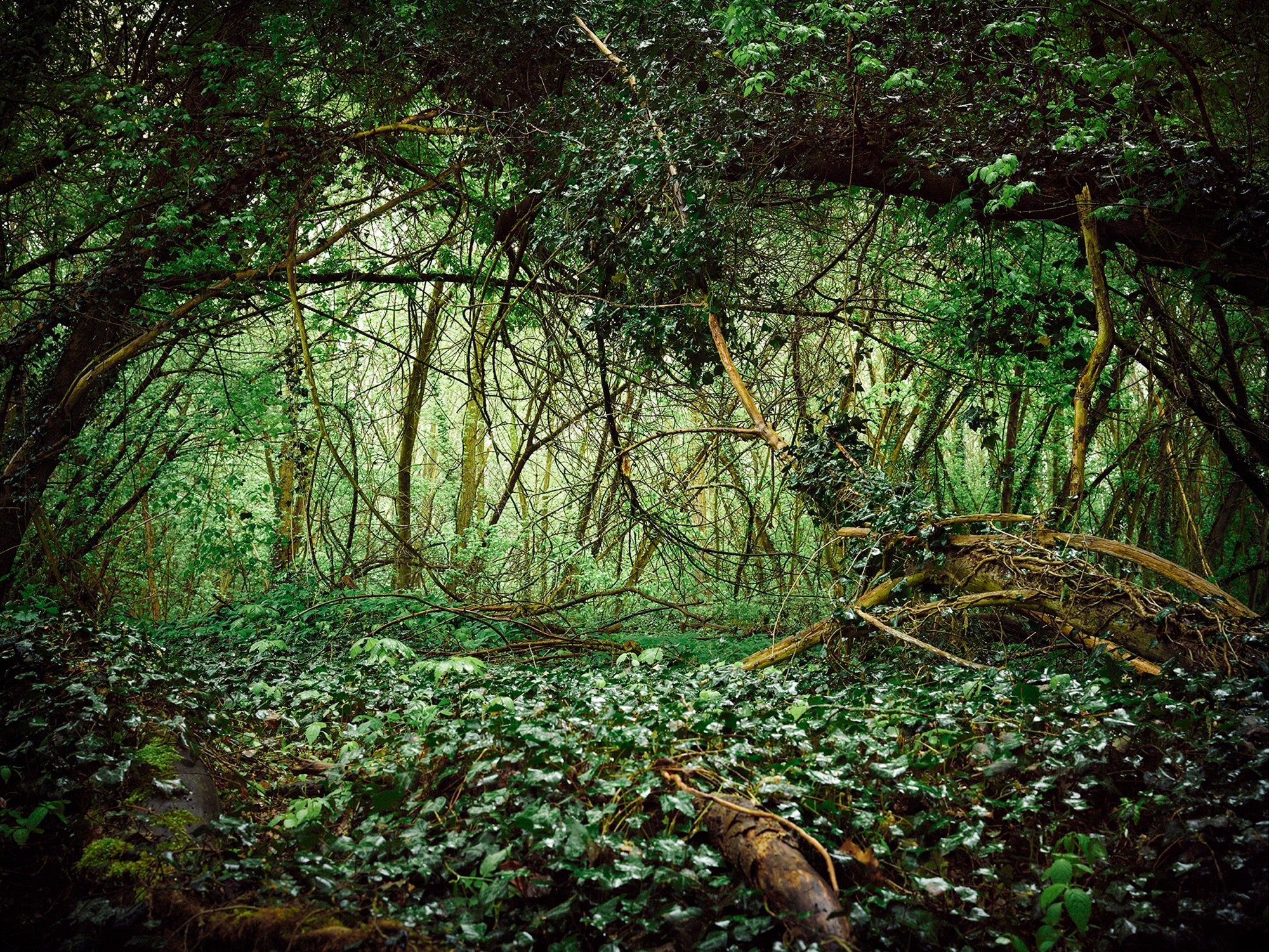 DEUTSCHER WALD, DEUTSCHLAND