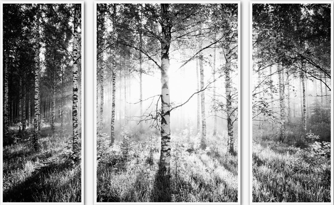 BIRCH FOREST - TRIPTYCH, FINLAND