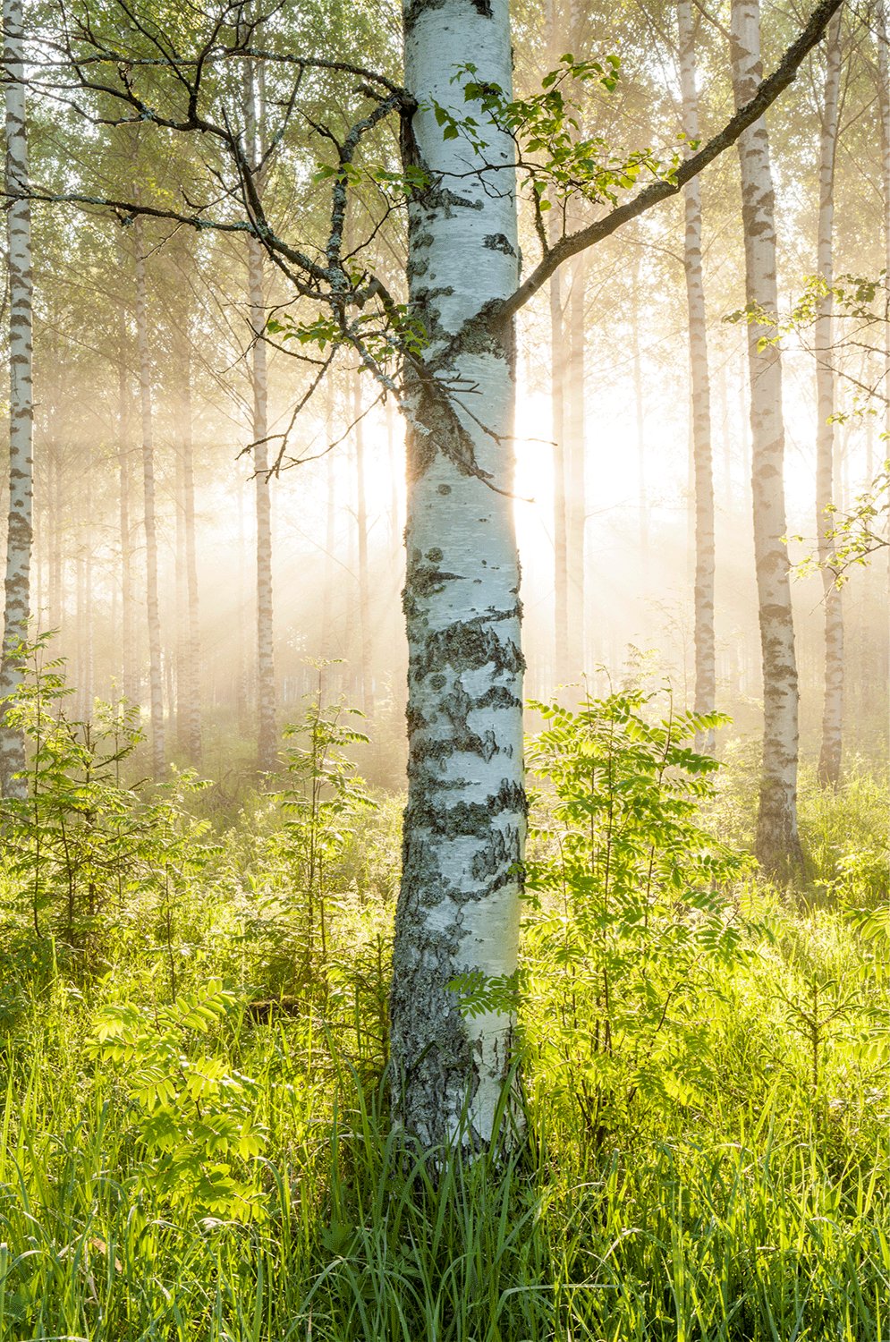 BIRKENWALD SUNLIGHT, FINLAND