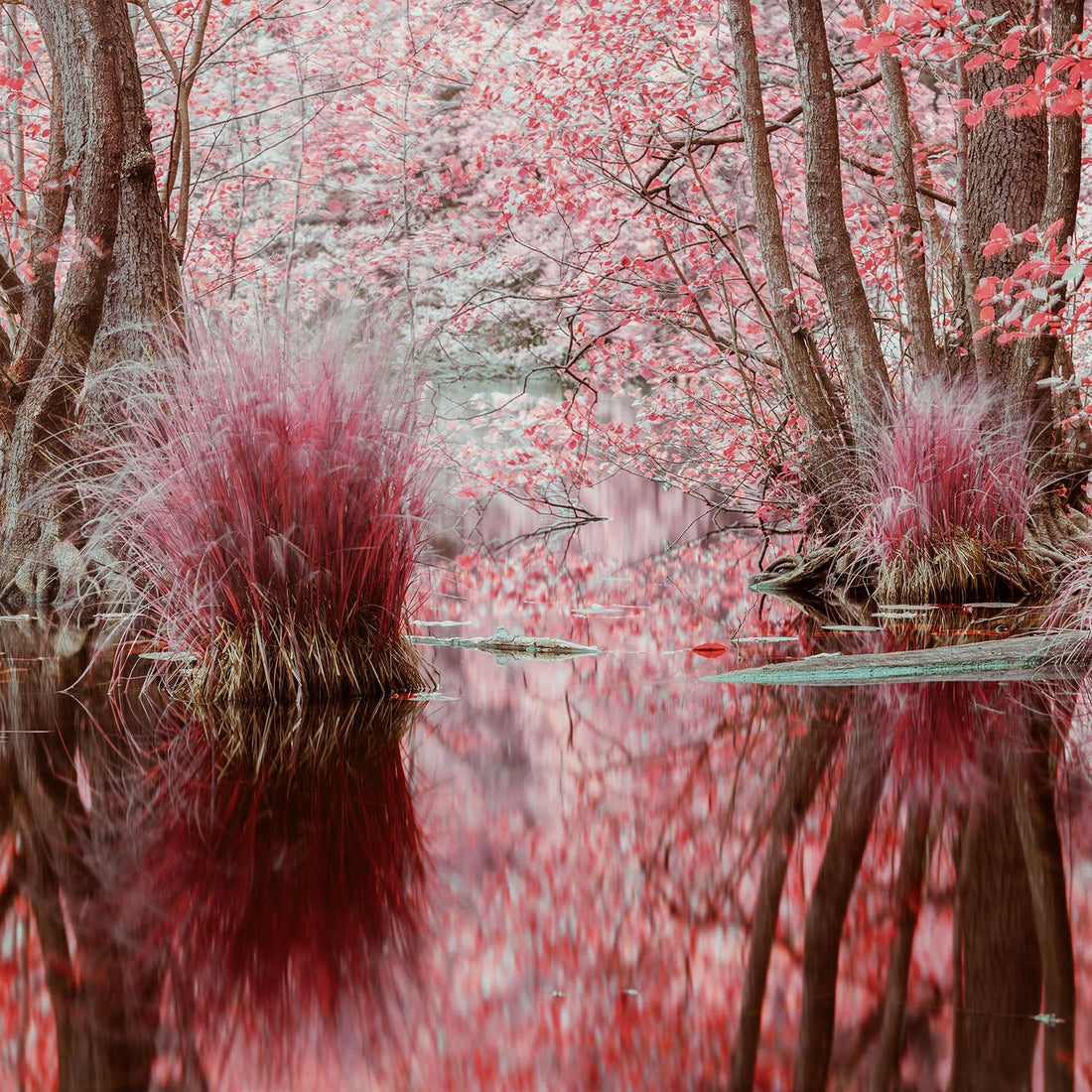 INFRARED BLACKFOREST 1, GERMANY 