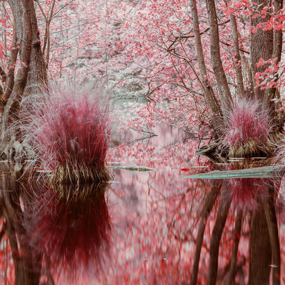 INFRARED BLACKFOREST 1, GERMANY 