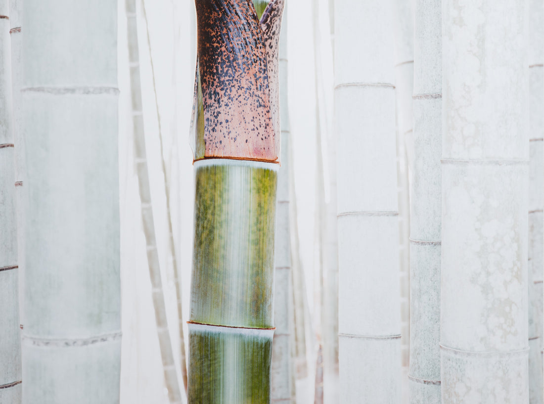 RADHA RAMAN ECSTASY, INDIA