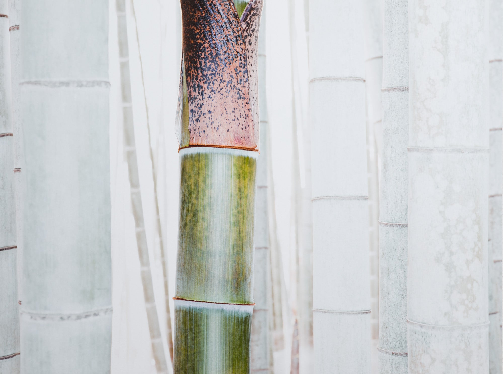 RADHA RAMAN ECSTASY, INDIA