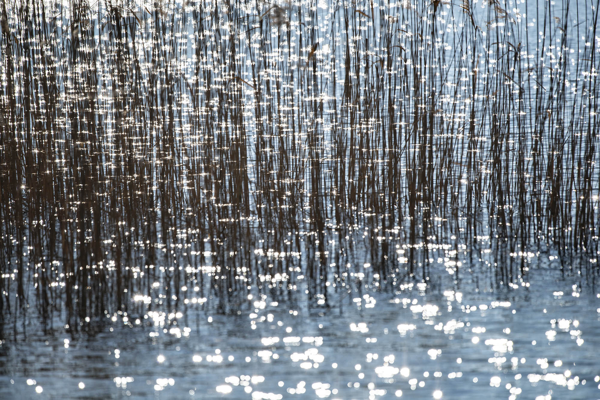 THOUSANDS OF SUNS, DEUTSCHLAND
