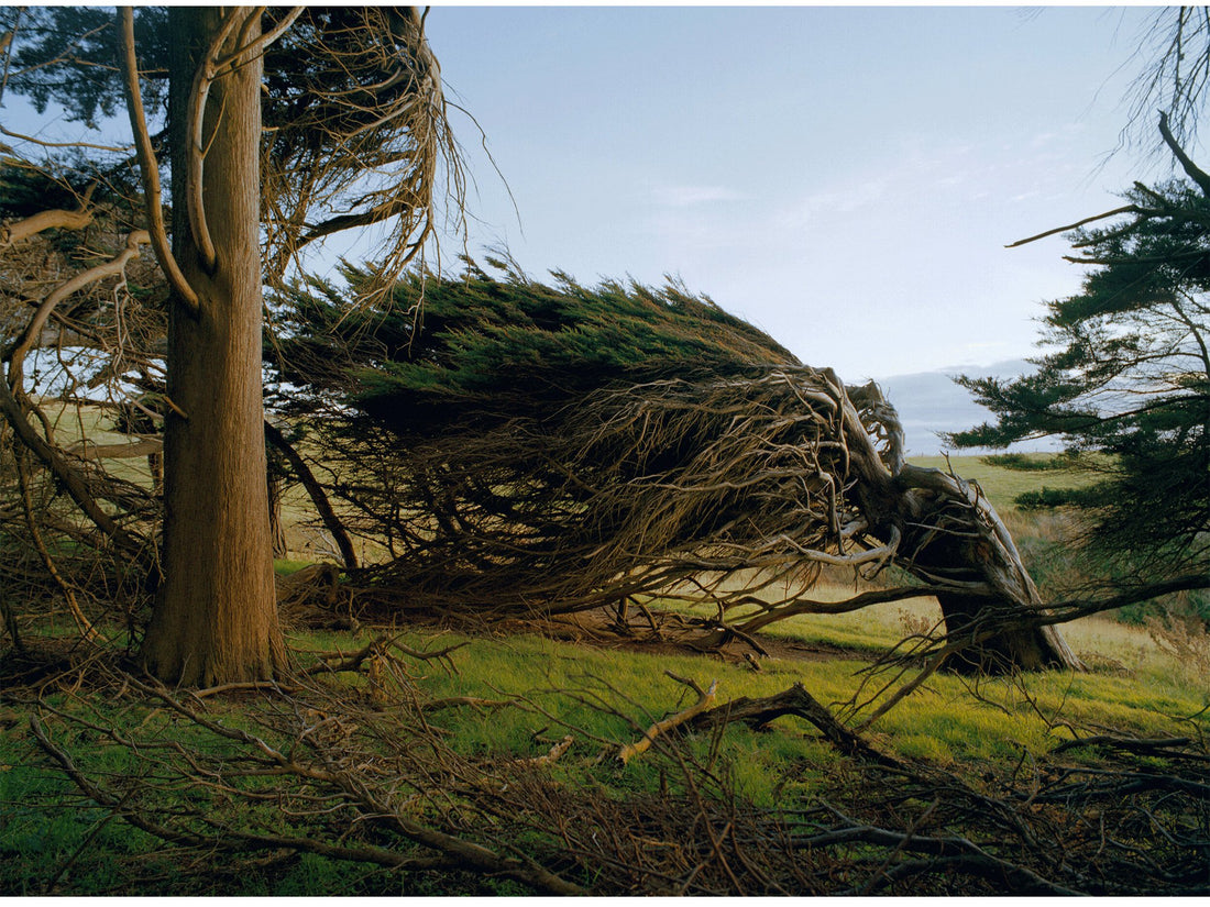 FIGHT, NEW ZEALAND