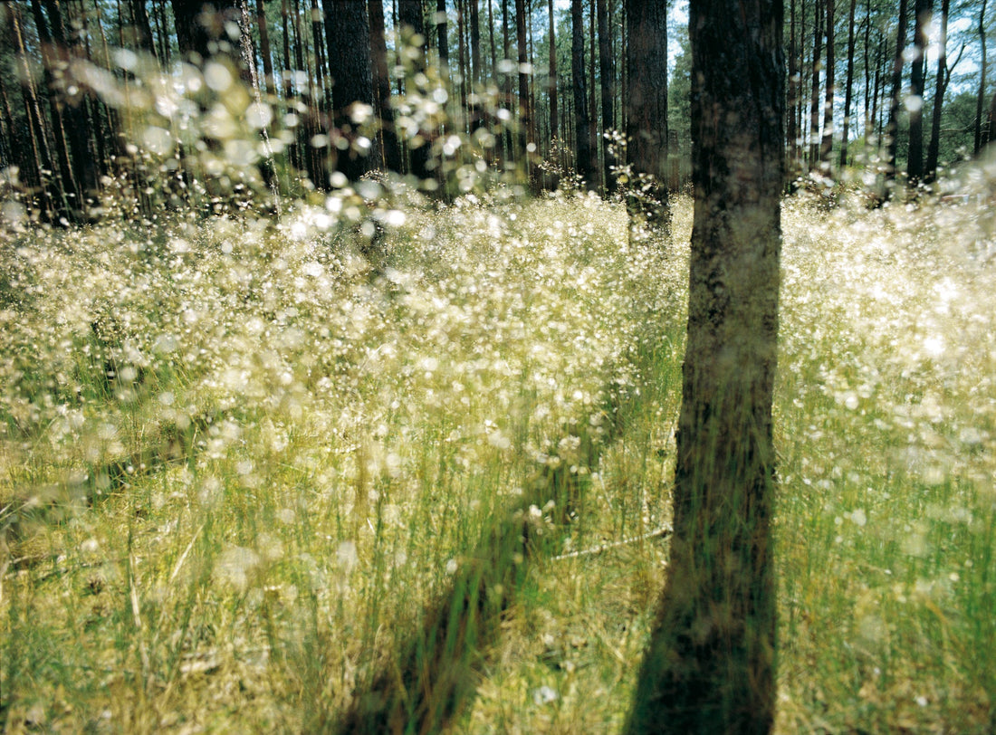 FOREST AND LIGHT, GERMANY