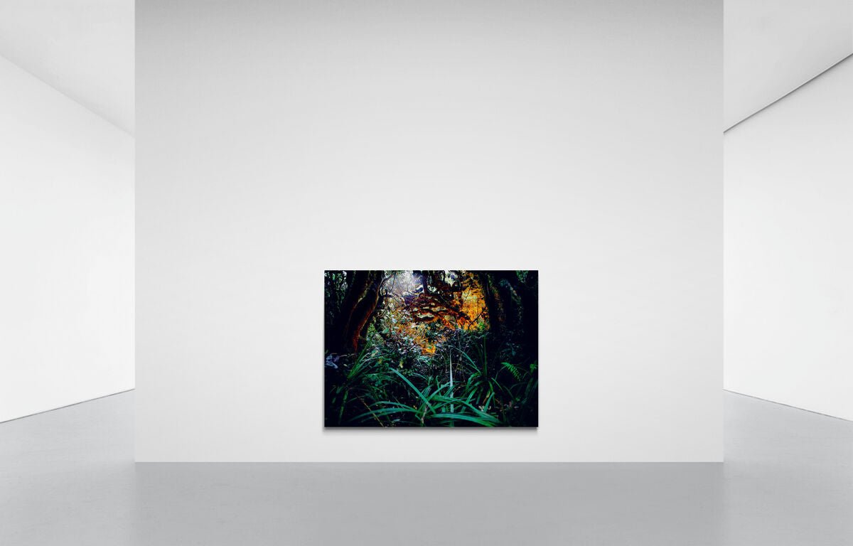 RAINFOREST, NEUSEELAND