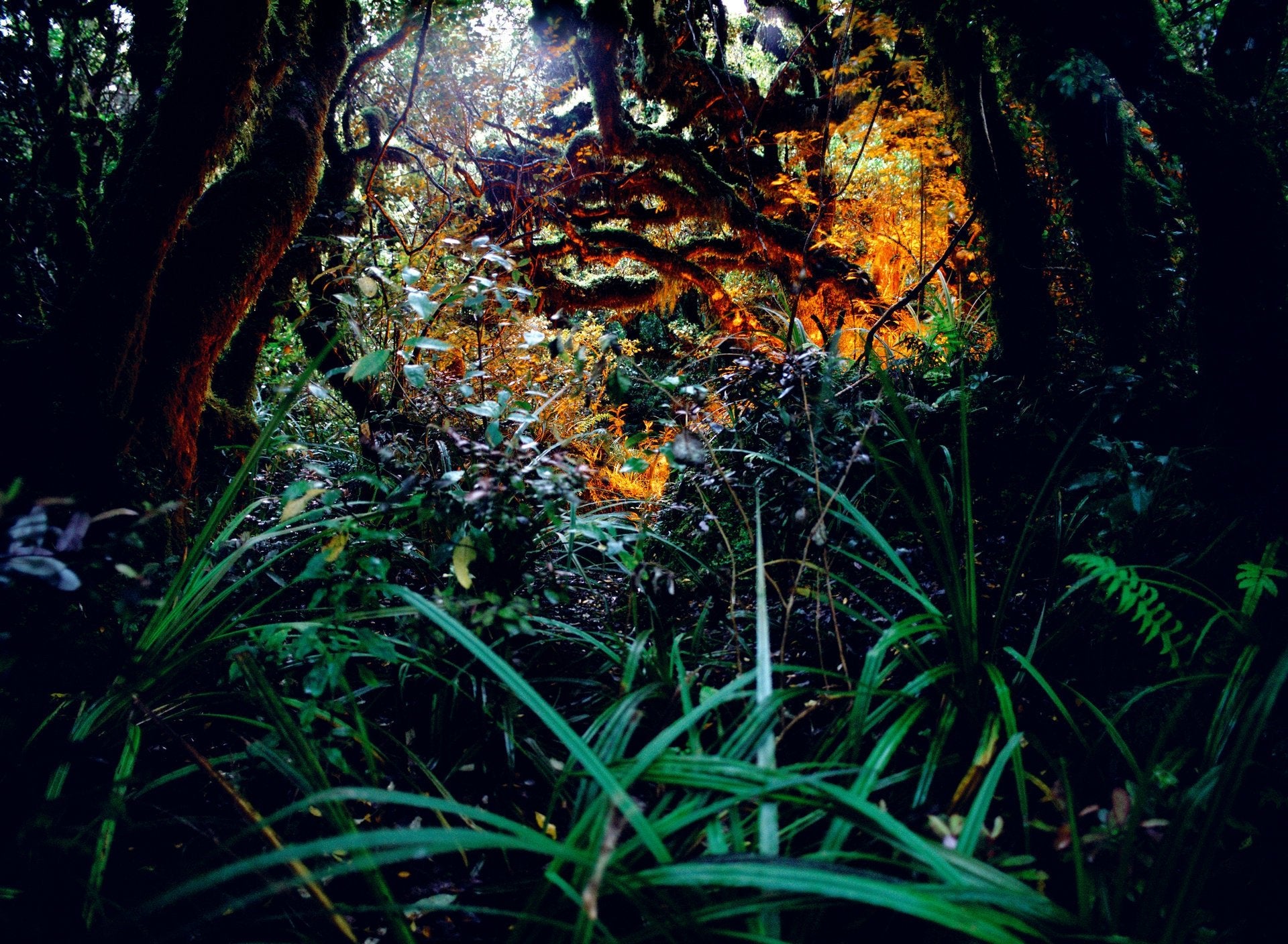 RAINFOREST, NEUSEELAND
