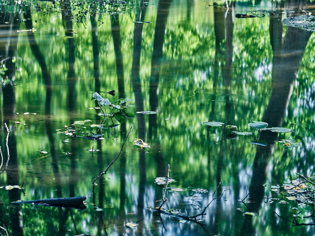 REFLECTIONS IN THE FOREST, GERMANY