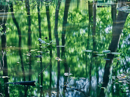 REFLECTIONS IN THE FOREST, GERMANY