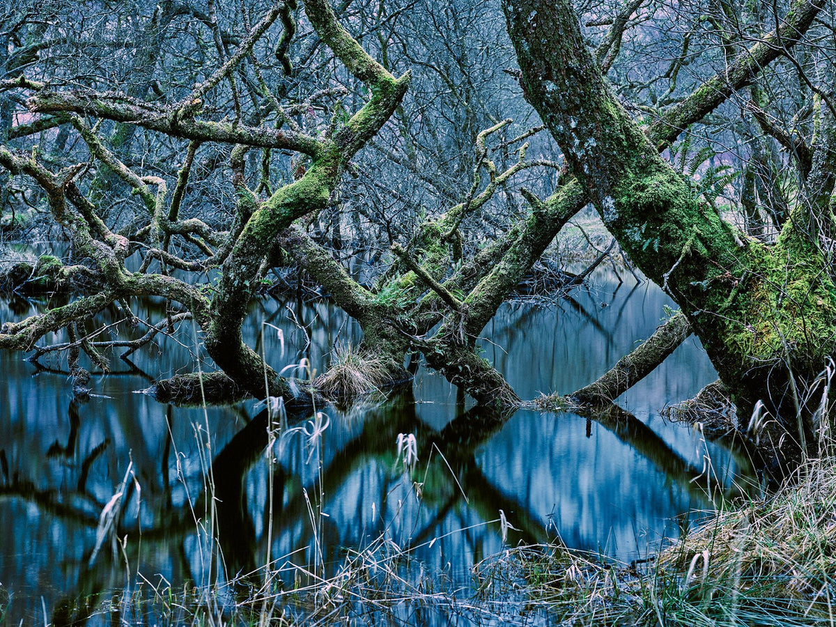 OASIS OF SILENCE 4, SCOTLAND