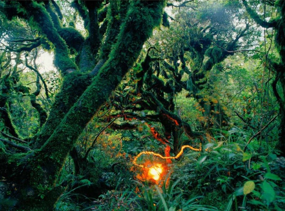 RAINFOREST 3, NEUSEELAND